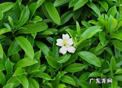 茉莉开花后需要注意哪些问题