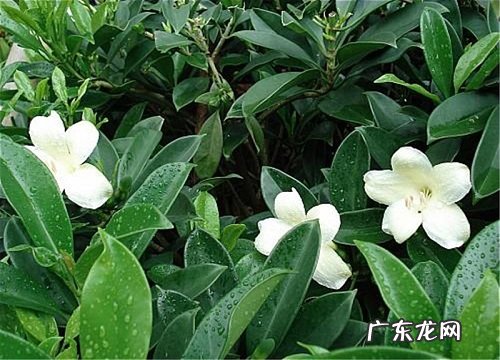 茉莉开花后需要注意哪些问题
