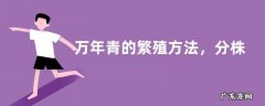 万年青的繁殖方法，分株法相对较常用