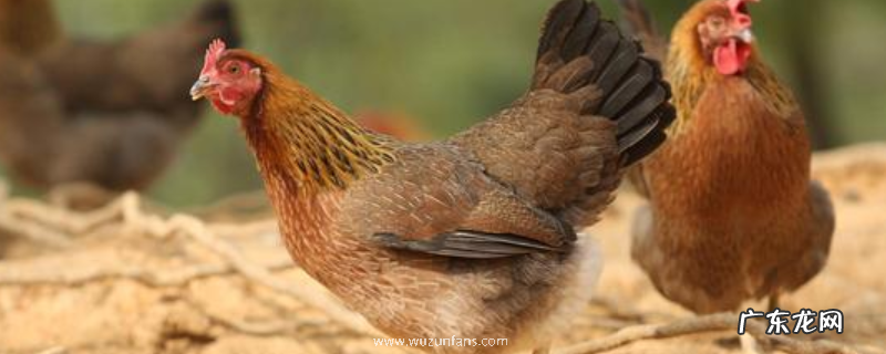 鸡球虫病发病有多么症状，有什么防治方法吗