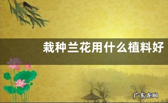 栽种兰花用什么植料好