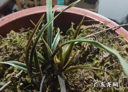 栽种兰花用什么植料好