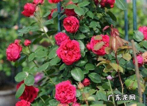 月季养护中少不了的肥料