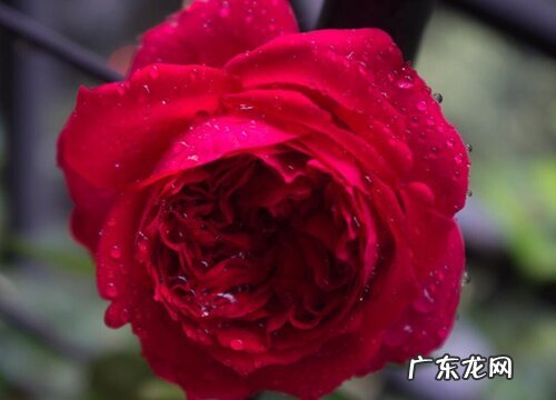 月季养护中少不了的肥料