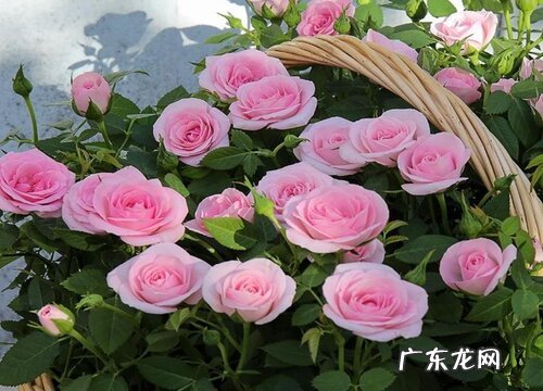 月季养护中少不了的肥料