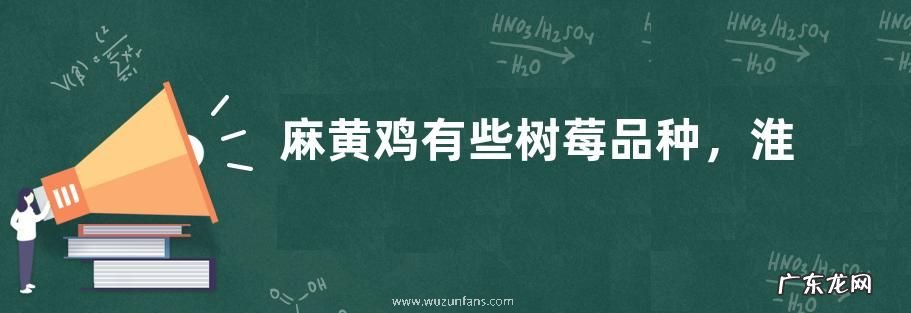 麻黄鸡有些树莓品种，淮南麻黄鸡产地环境怎么样