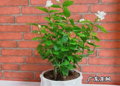 用什么废料养茉莉花叶绿枝繁开花旺