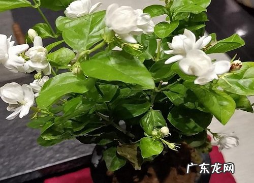 用什么废料养茉莉花叶绿枝繁开花旺