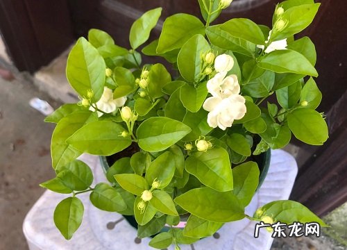 用什么废料养茉莉花叶绿枝繁开花旺
