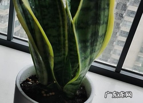 5月怎么养虎皮兰长得快又壮