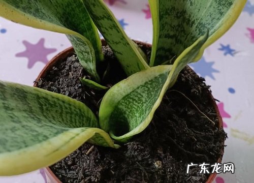 5月怎么养虎皮兰长得快又壮