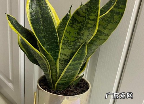 5月怎么养虎皮兰长得快又壮