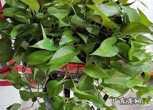 绿萝能淋雨吗 下雨绿萝放在外面能放多久