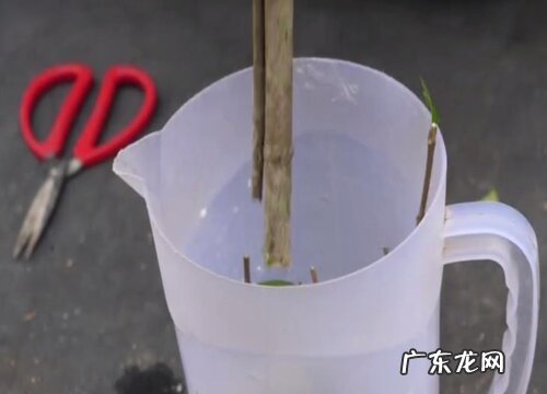 栀子花怎么扦插成活率高