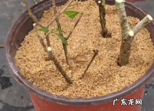 栀子花怎么扦插成活率高