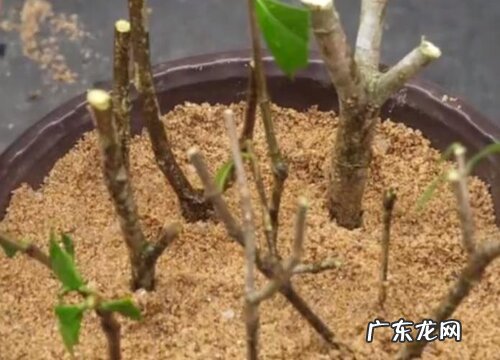 栀子花怎么扦插成活率高