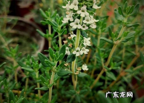 百里香什么品种最好