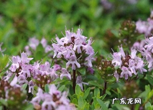 百里香什么品种最好