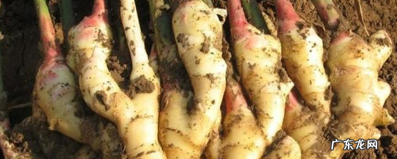 日常调味蔬菜生姜、大蒜、洋葱发了芽是否还能吃,附详细介绍