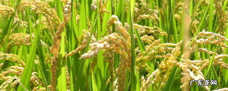 李氏禾、秕壳草的生物学特性是什么，对水稻产量的影响有哪些