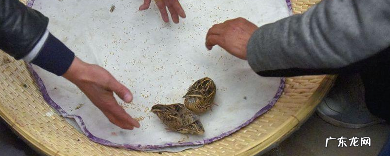 怎样的鹌鹑斗架凶，关于斗鹌鹑的介绍