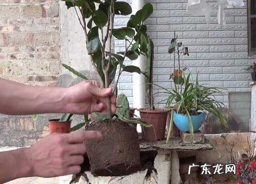 茶花是被子植物吗