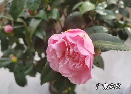 茶花是被子植物吗