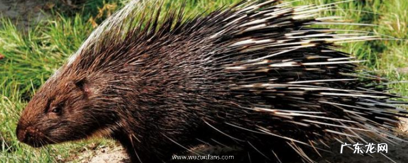 可以在农村进行豪猪养殖吗,豪猪怎么养