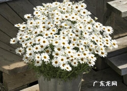 玛格丽特用大盆还是小盆