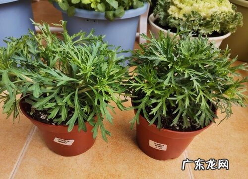 玛格丽特用大盆还是小盆