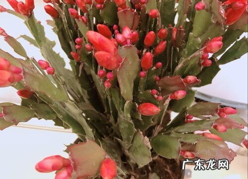 蟹爪兰用什么养护避免长的慢开花少