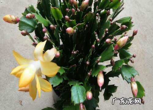 蟹爪兰用什么养护避免长的慢开花少