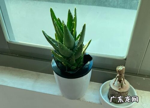 如何给芦荟配土和正确浇水