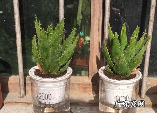 如何给芦荟配土和正确浇水