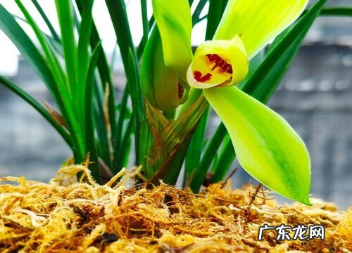 冬天兰花花芽僵了如何处理