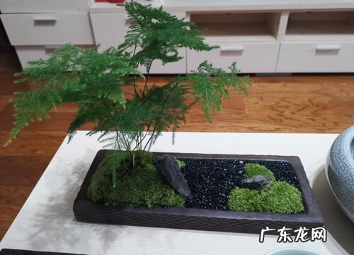 文竹营养不良怎么办 如何给文竹补充营养