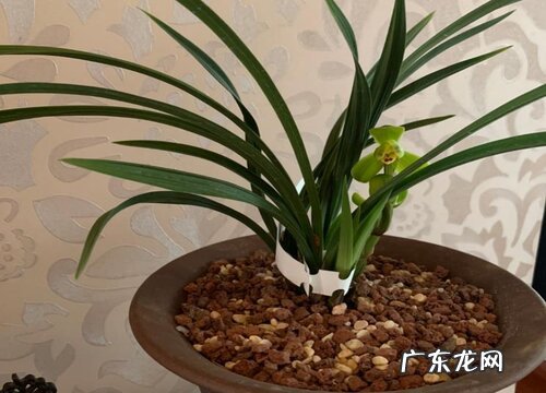 如何判断兰花应该多浇水还是少浇水