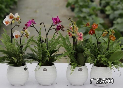 如何判断兰花应该多浇水还是少浇水