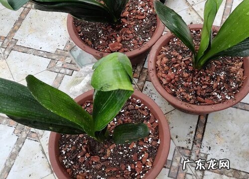 如何为君子兰自制骨肥