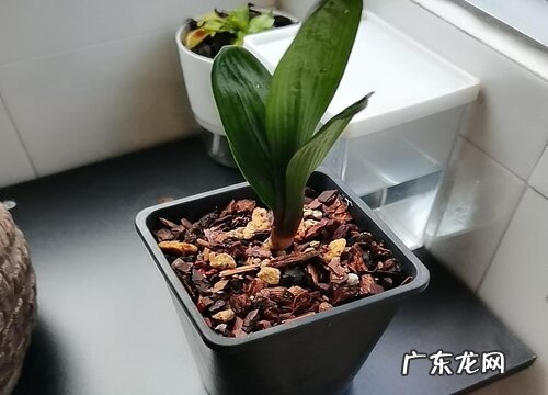 如何为君子兰自制骨肥