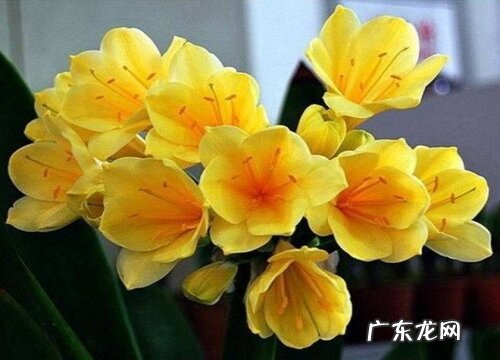 君子兰开花需要满足哪些条件
