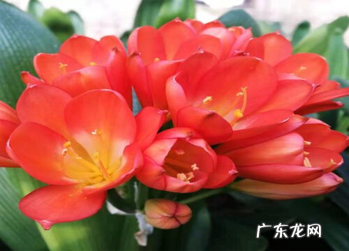 君子兰开花需要满足哪些条件