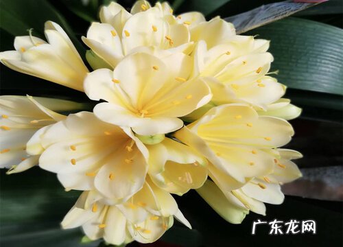 君子兰开花需要满足哪些条件