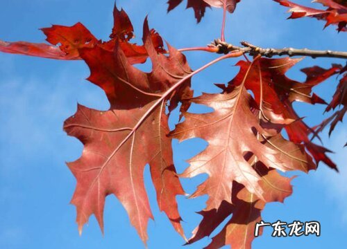 红枫叶子发蔫原因及补救方法