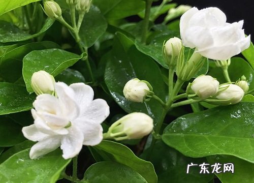 茉莉花要经常浇水吗