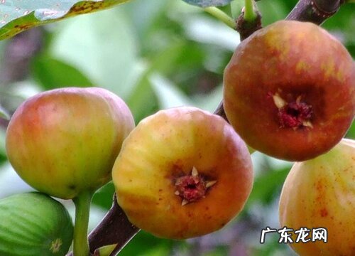 无花果树移栽时间和方法 移栽季节及注意事项