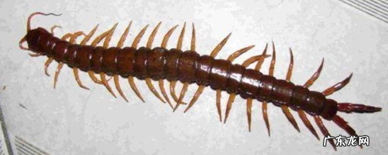 蜈蚣又被称作什么,主要分布在哪里