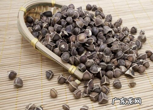 辣木籽可以泡水喝吗