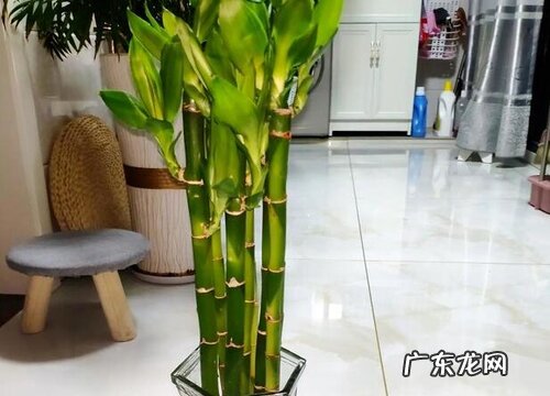 水培转运竹叶子发黄怎么办