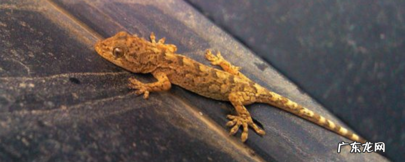 壁虎适合在什么地方生活,尾巴的作用主要是什么